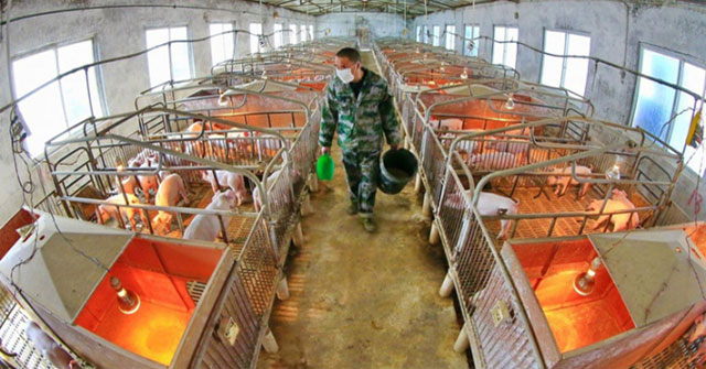 China's 22 seconds animal feed making process