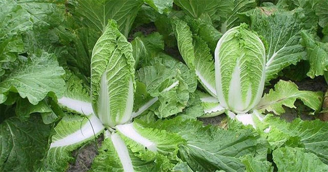 Chinese cabbage can inhibit cancer cells