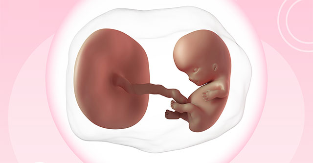 Chinese scientists built a 3D model of a 2-3 week old human embryo