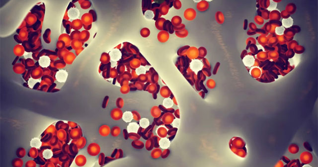 Chinese scientists study injecting young blood to help old mice live longer