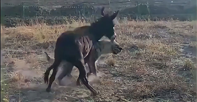 Choosing the wrong opponent, the hyena pays the price before the donkey's naive appearance