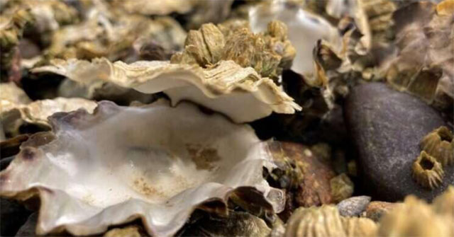 Clams, oysters, snails, mussels ... died in the US because of the heat