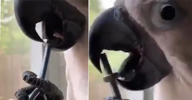 Clever parrot shows off his tongue twisting bolts