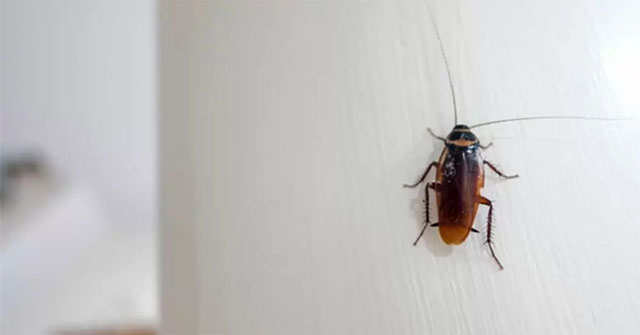 Climate change helps the 'empire' of cockroaches grow and evolve more and more terrifying