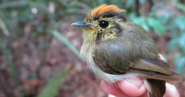 Climate change makes birds smaller
