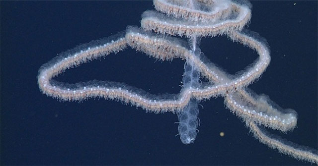 Cloned creatures could be longer than blue whales