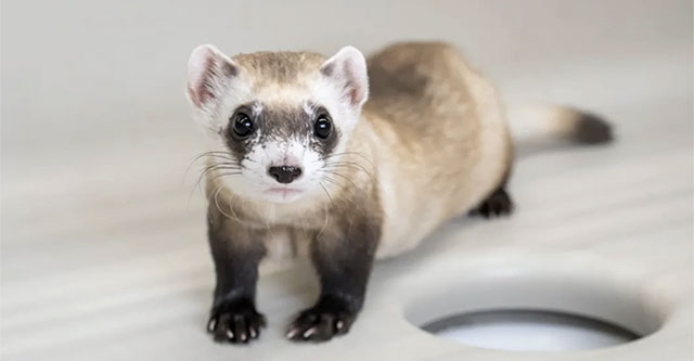 Cloning of black-footed ferrets from cryopreserved tissue