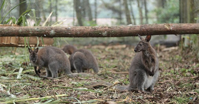 Close-up of 4 kangaroos newly transferred from Cao Bang to Lao Cai