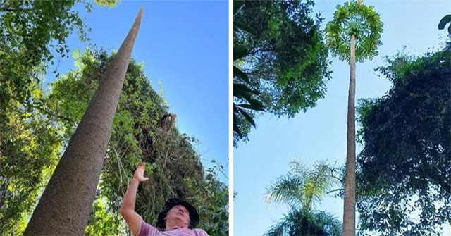 Close-up of a papaya tree as tall as a 5-story building that set a world record