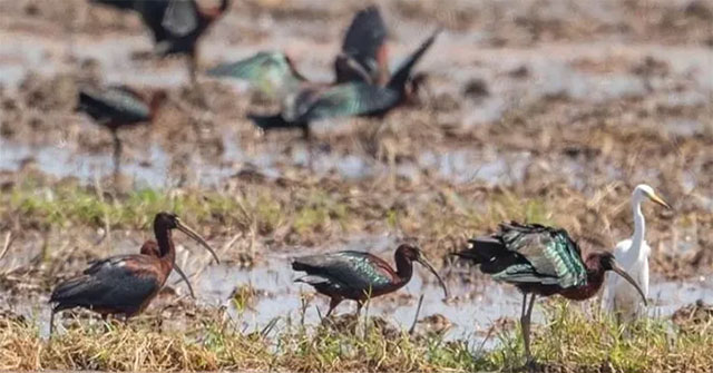 Close-up of a rare bird appearing for the first time in the Central region