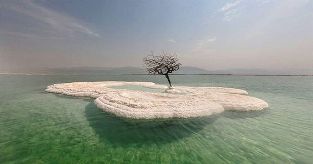 Close-up of a solitary plant growing in the salt islands of the Dead Sea