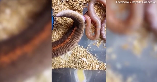 Close-up of mother python giving birth leaves viewers confused