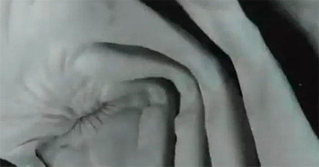 Close-up of the inside of the shark's mouth after trying to swallow the camera