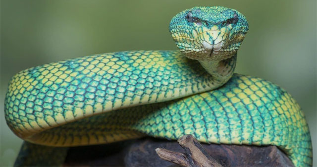 Close-up of the magical beauty of snakes - The silent killer