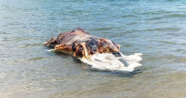 Close-up of the mysterious creature that shocked Malaysia: Like a giant block of meat from another planet