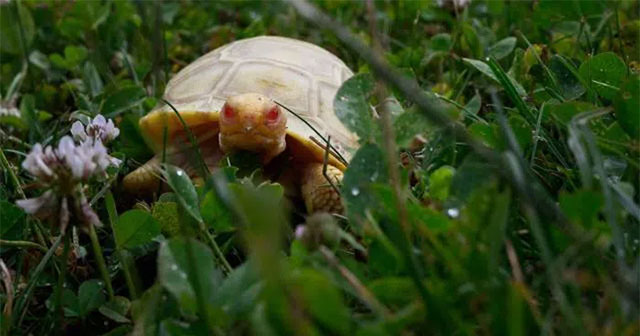 Close-up of the rare new born albino Galapagos giant tortoise