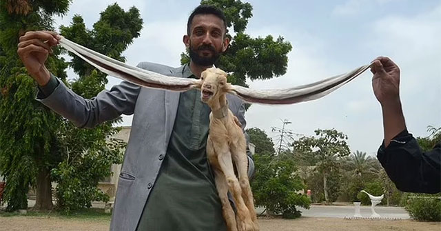 Close-up of the unique almost 50cm long ears of a goat in Pakistan