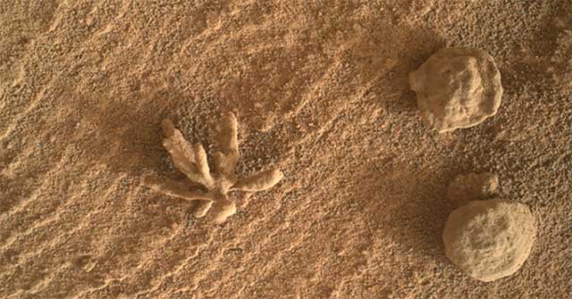 Close-up shot of 'flower' on Mars