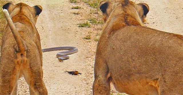 Cobra meets lion in the middle of the road and the ending is full of surprises