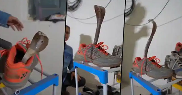 Cobra shooting expert lurking inside a sports shoe