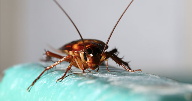 Cockroaches are becoming more and more numerous, 'mutating' and not afraid of drugs