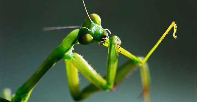 'Cold on the back' of the female mantis chewing on her partner's head ...