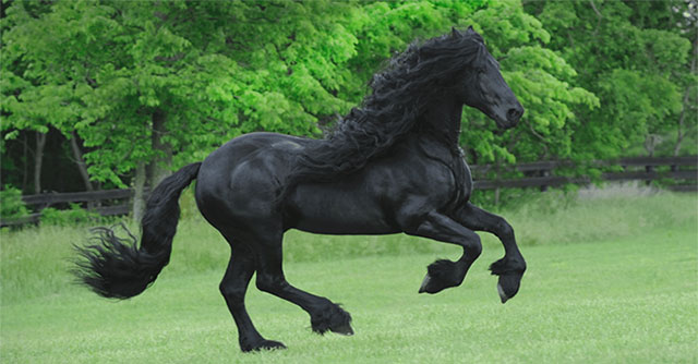 Collection of the 'biggest' animals in the world
