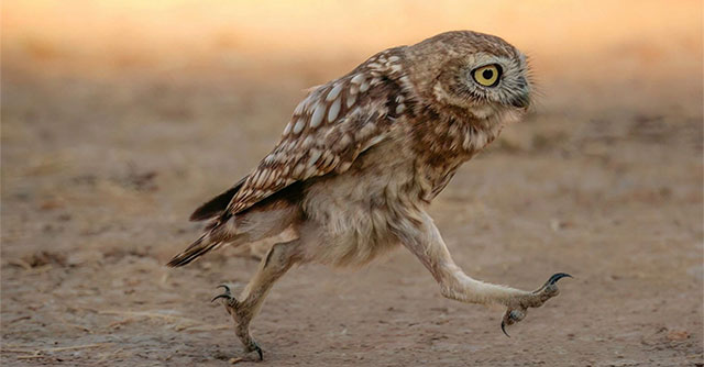 Collection of the funniest animal pictures of the year