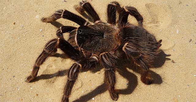 Collection of the largest spiders in the world