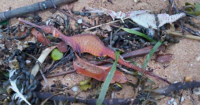Colorful strange creatures wash up on the beach after heavy rain