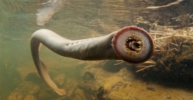 Compound Prevents Sucker Fish From Invading the Great Lakes