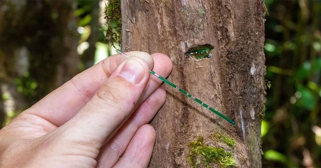 Continuously finding 'white gold', experts conclude: Wherever there is this type of tree, there is treasure!