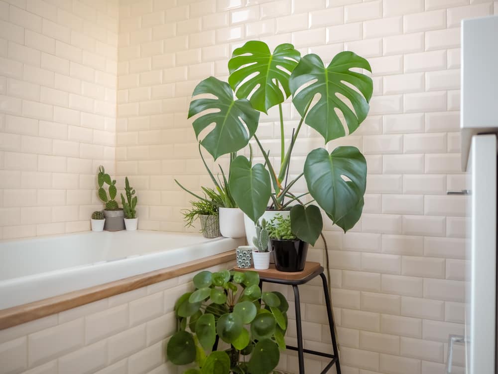 'Cool eyes' with 7 types of plants that absorb odors in the bathroom are extremely easy to grow