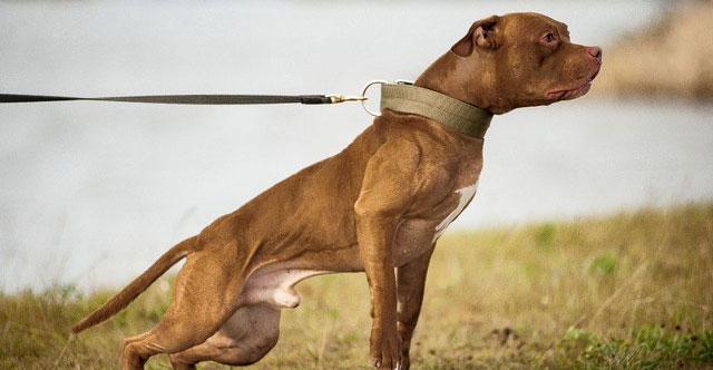 Could 20 pitbulls survive for a week if placed in the African savannah?