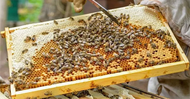 Could the honey bee population in the world be wiped out because of a dangerous virus?