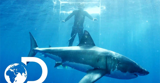 Crazy sharks attack the glass cage when the door is broken, what will be the fate of the people inside?