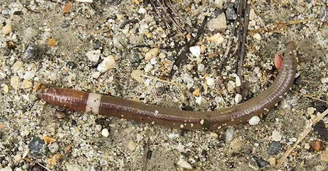 'Crazy worms' bombard forests of 15 US states