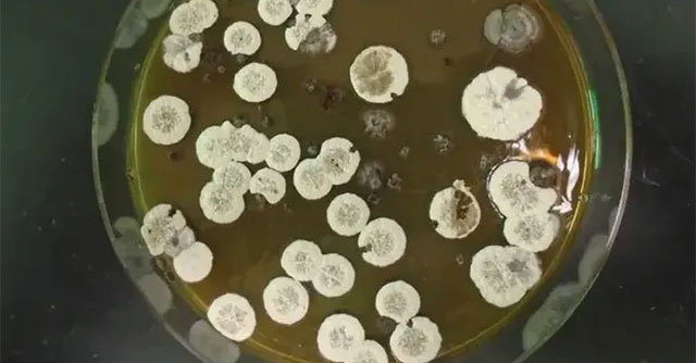 Create renewable jet fuel from bacteria, replacing fossil energy in the future