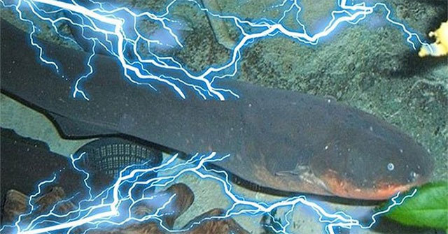 Creating an electric source makes crocodiles run, why don't electric eels get electrocuted?