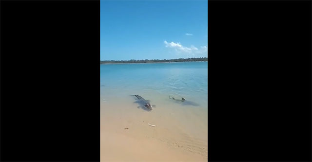 Crocodile collides with sharks right on the beach