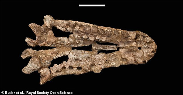 'Crocodile hybrid' 240 million years old: Each tooth is a knife