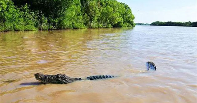 'Crocodile island' Ramee - The place to challenge the bravest people in the world