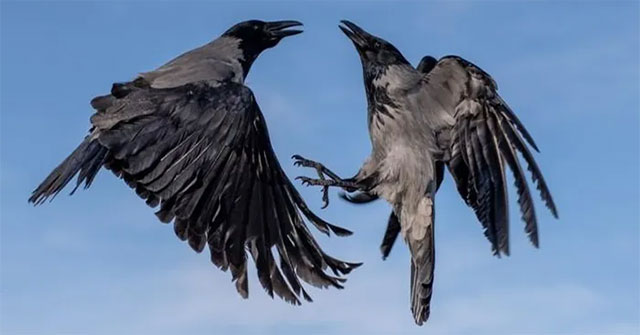 Crows cause riots, causing an American town to use lasers to scare them away