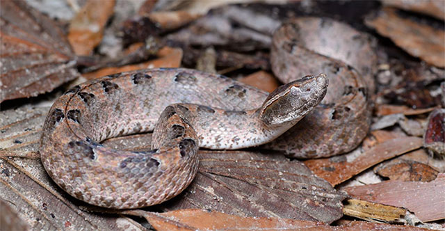 Dangerous venomous snakes commonly found in Vietnam, compared to ...