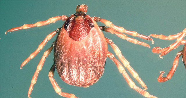 Dangerous virus, causing death up to 40% appeared in the UK
