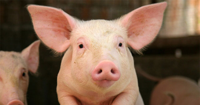 Danish scientists launch 'dictionary' to translate swine