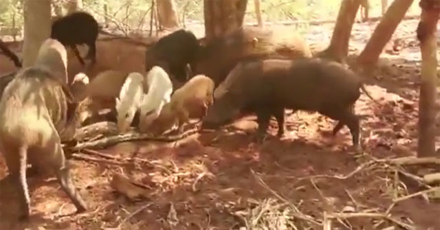 Dare to eat wild boar, giant python lost his life because of revenge