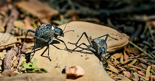 Darkling Beetle: Tiny creature with 'quantum evolution' ability