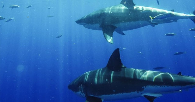 Dead Sea - Where sharks gather to hunt