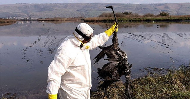 Deadly virus strain from poultry becomes a new pandemic concern